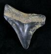 Serrated Juvenile Megalodon Tooth #20560-1